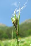 Brachypodium sylvaticum. Поражённый колосок. Краснодарский край, хр. Ачишхо, ур. Круглая Поляна, ок. 1450 м н.у.м. 01.08.2016.