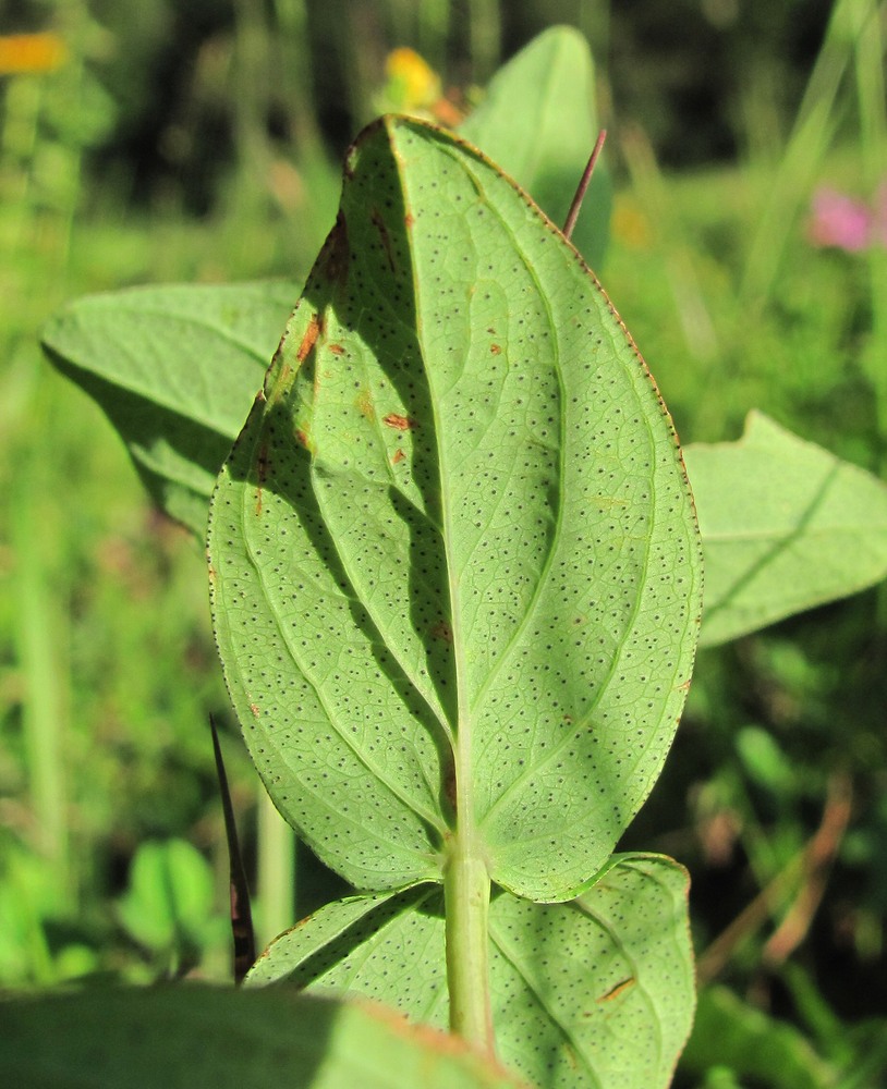 Image of Hypericum bithynicum specimen.