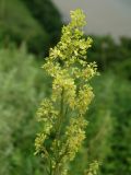 Thalictrum amurense