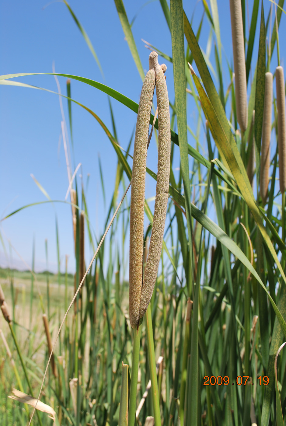 Image of genus Typha specimen.