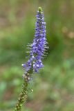 Veronica spicata. Верхушка соцветия с цветками и завязавшимися плодами. Ленинградская обл., Лужский р-н, просека в сухом травяном сосняке. 02.08.2016.