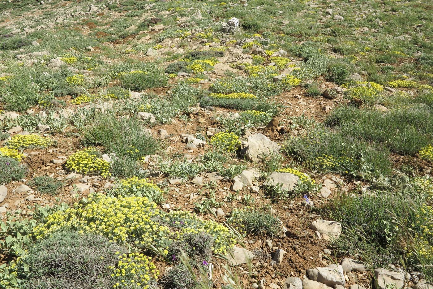 Image of Alyssum baumgartnerianum specimen.