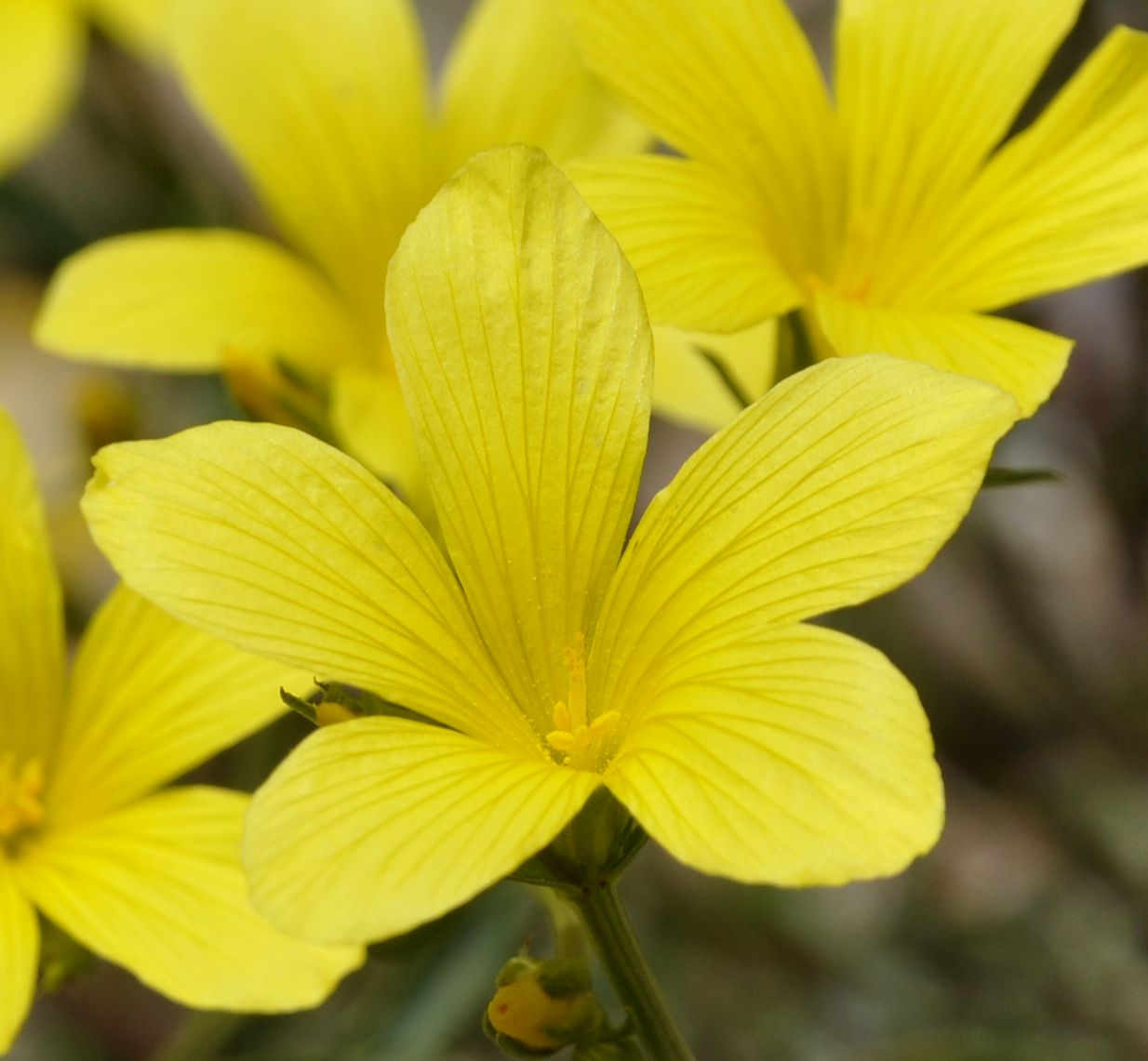 Изображение особи Linum elegans.