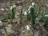 Galanthus caucasicus. Цветущие растения с аномальной окраской венчика. Ставропольский край, окр. Ставрополя, Русский лес. 24.03.2010.