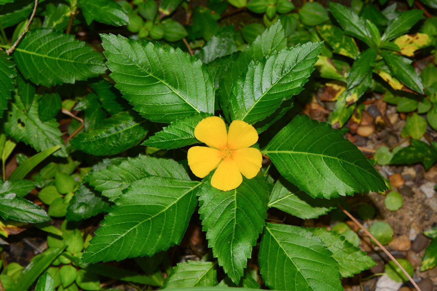 Image of Turnera ulmifolia specimen.