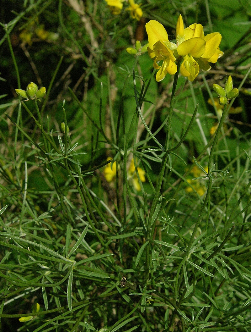 Image of Genista radiata specimen.