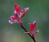 Image of taxon representative. Author is Виталий Гуменюк