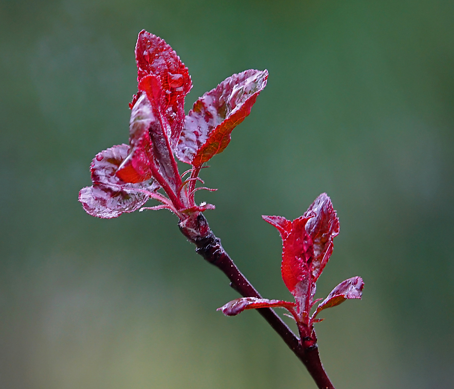 Image of Malus niedzwetzkyana specimen.