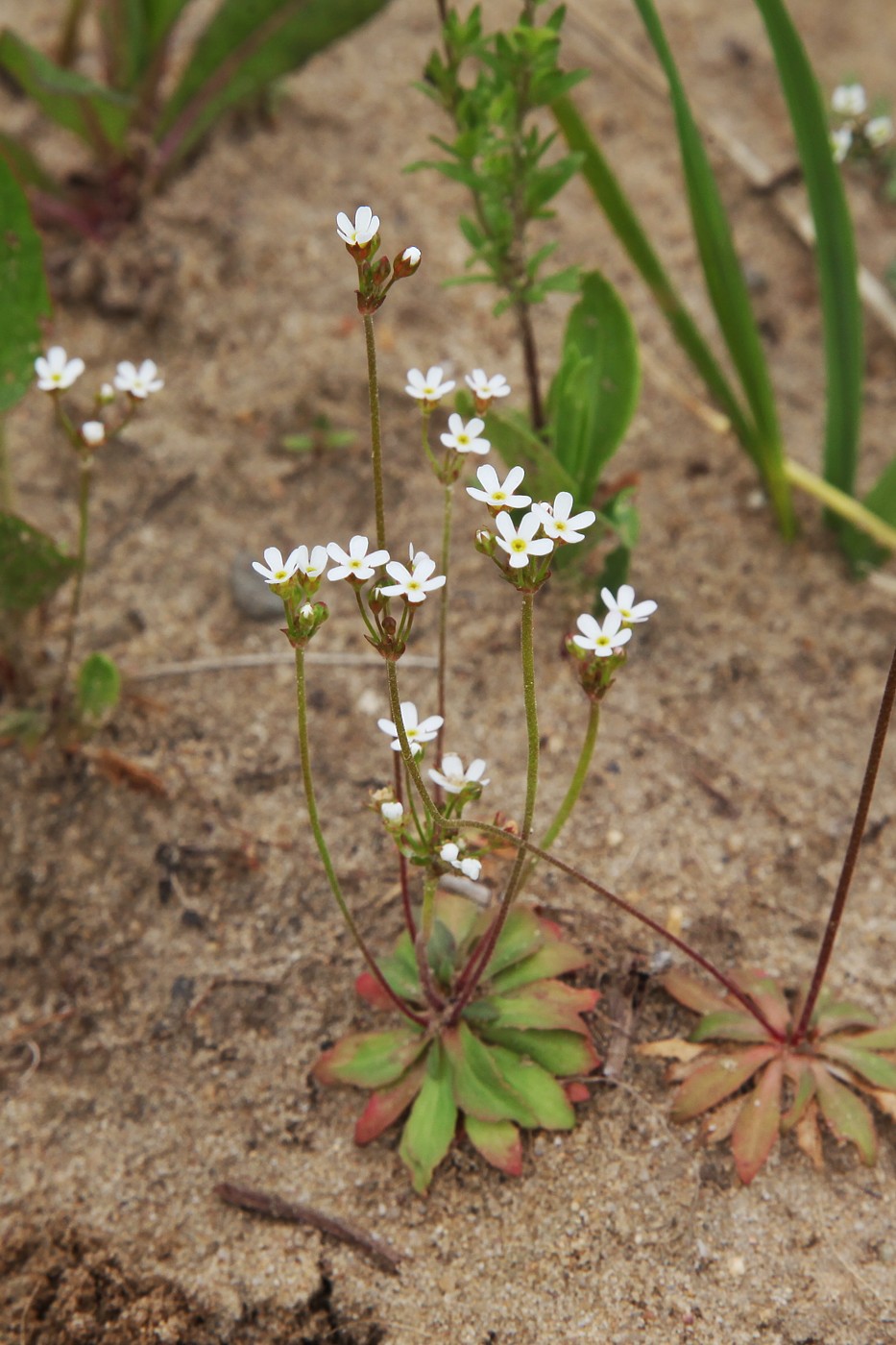 Image of Androsace septentrionalis specimen.