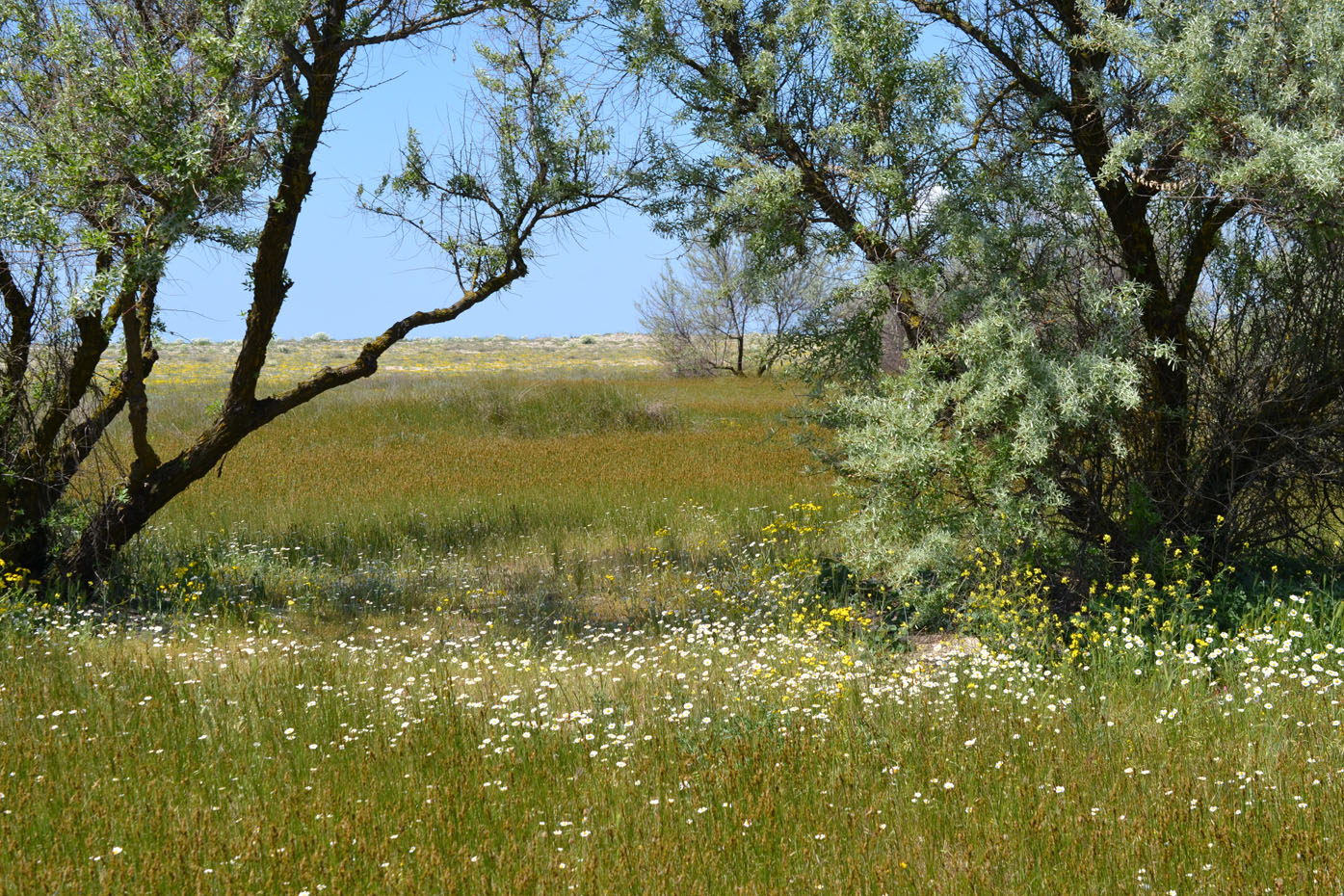 Image of Anthemis ruthenica specimen.