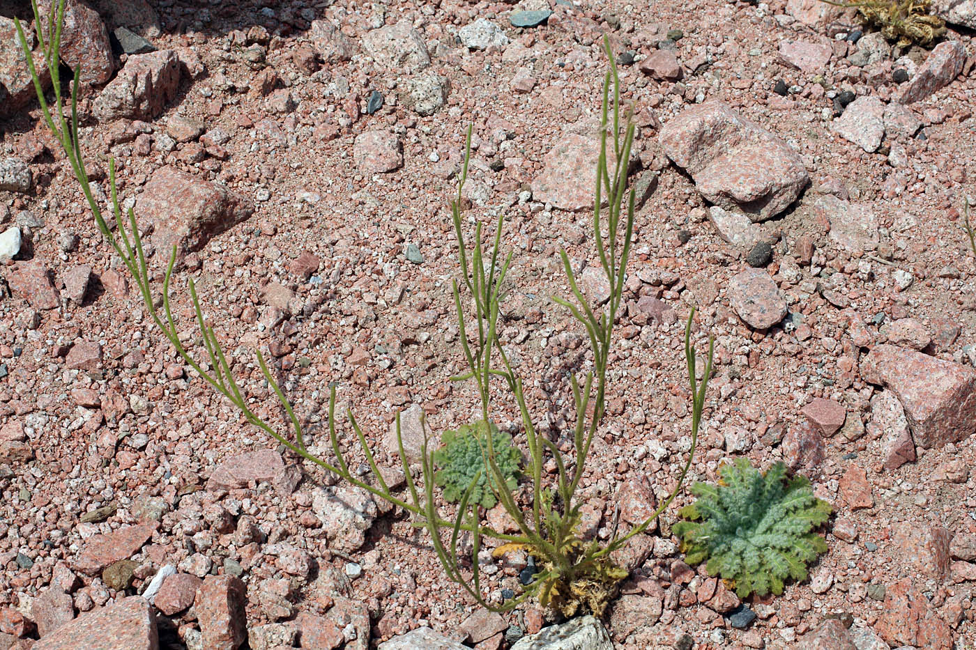 Image of Parrya tschimganica specimen.