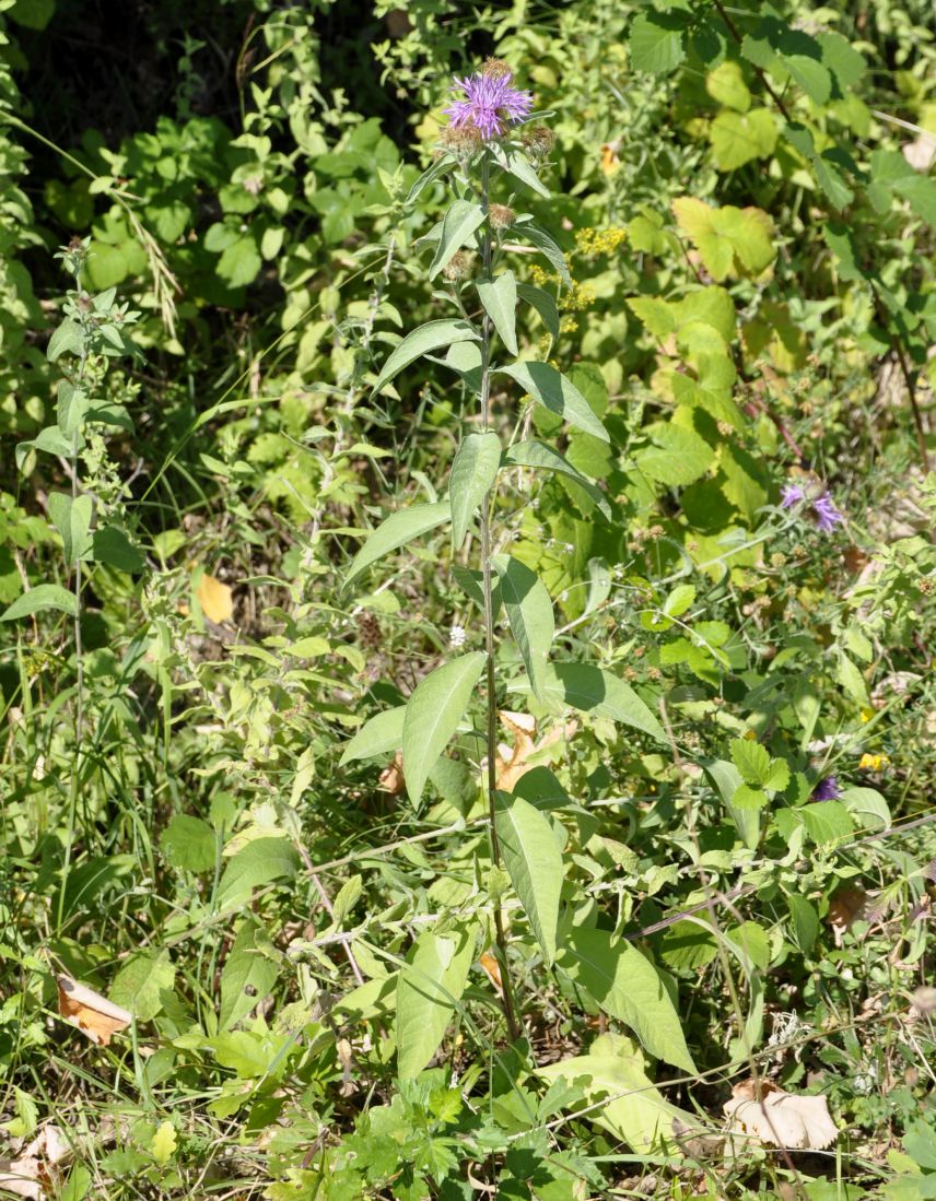 Изображение особи Centaurea stenolepis.