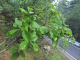 Viburnum lantana