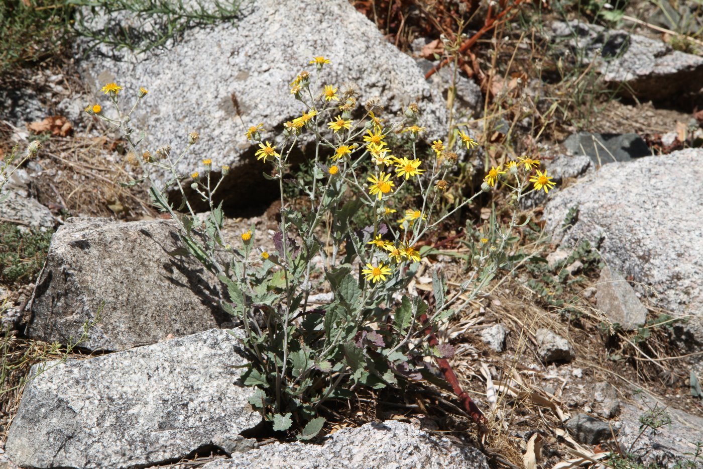 Изображение особи Senecio renardii.