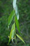 Salix babylonica