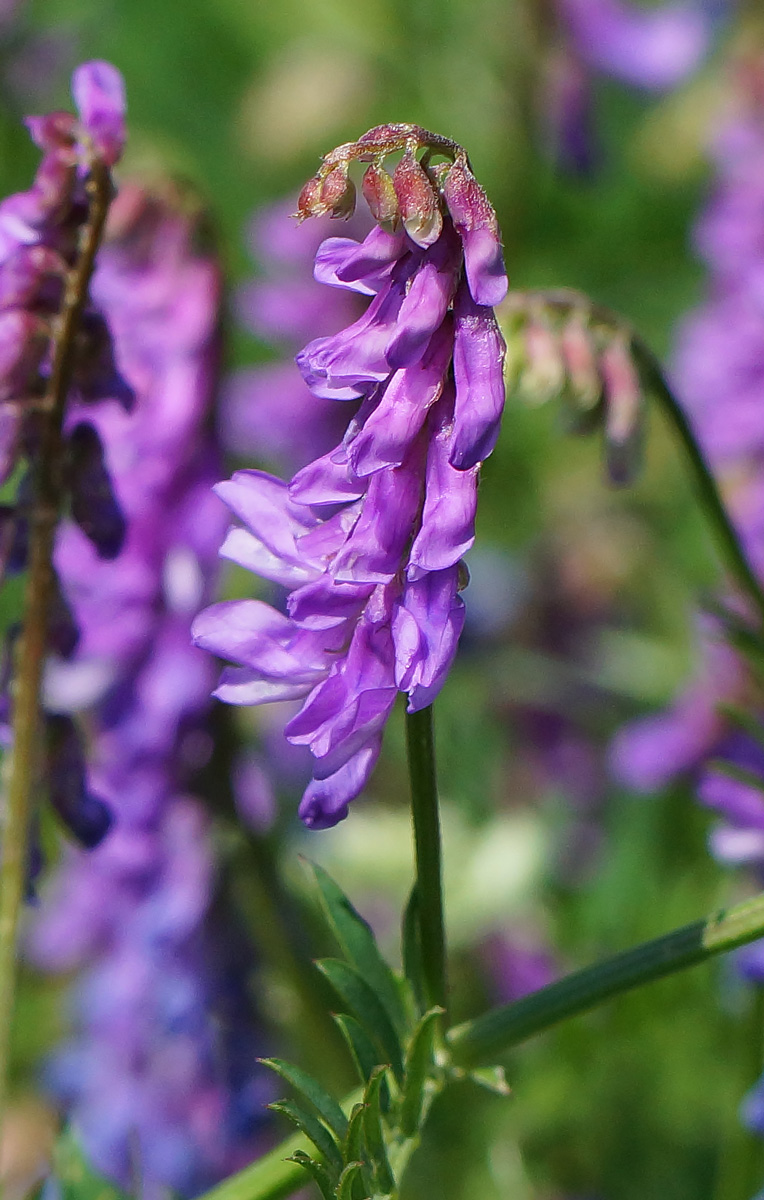 Image of Vicia cracca specimen.