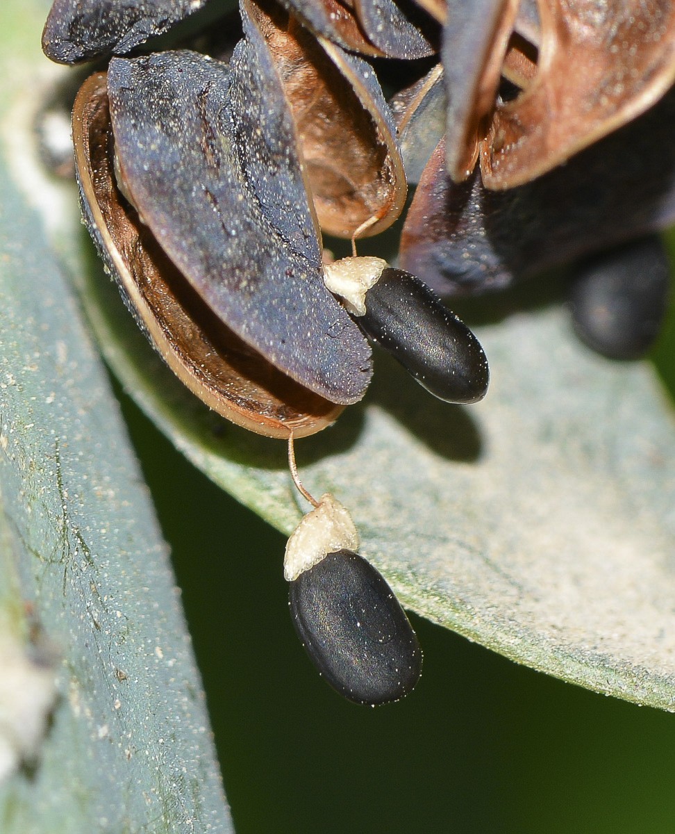 Image of Acacia glaucoptera specimen.