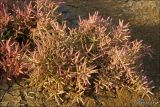 Salicornia perennans. Растение на солончаке. Крым, окрестности г. Феодосия, 3 ноября 2008 г.