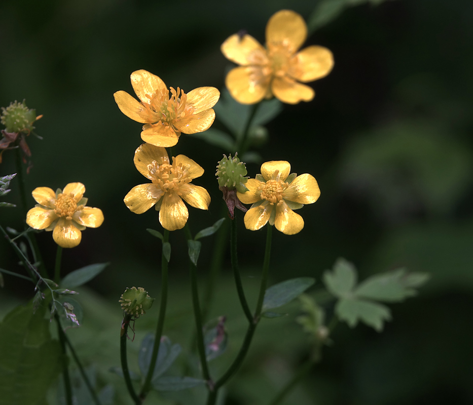 Image of Ranunculus repens specimen.