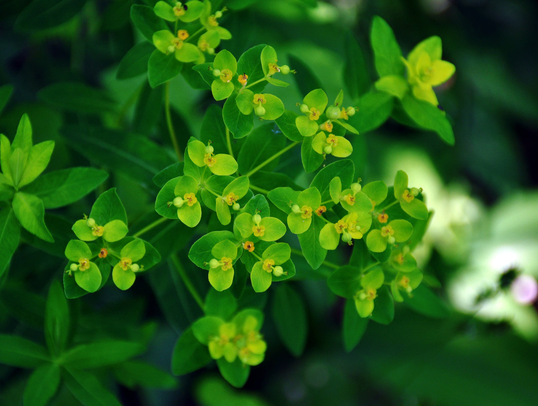 Изображение особи Euphorbia semivillosa.