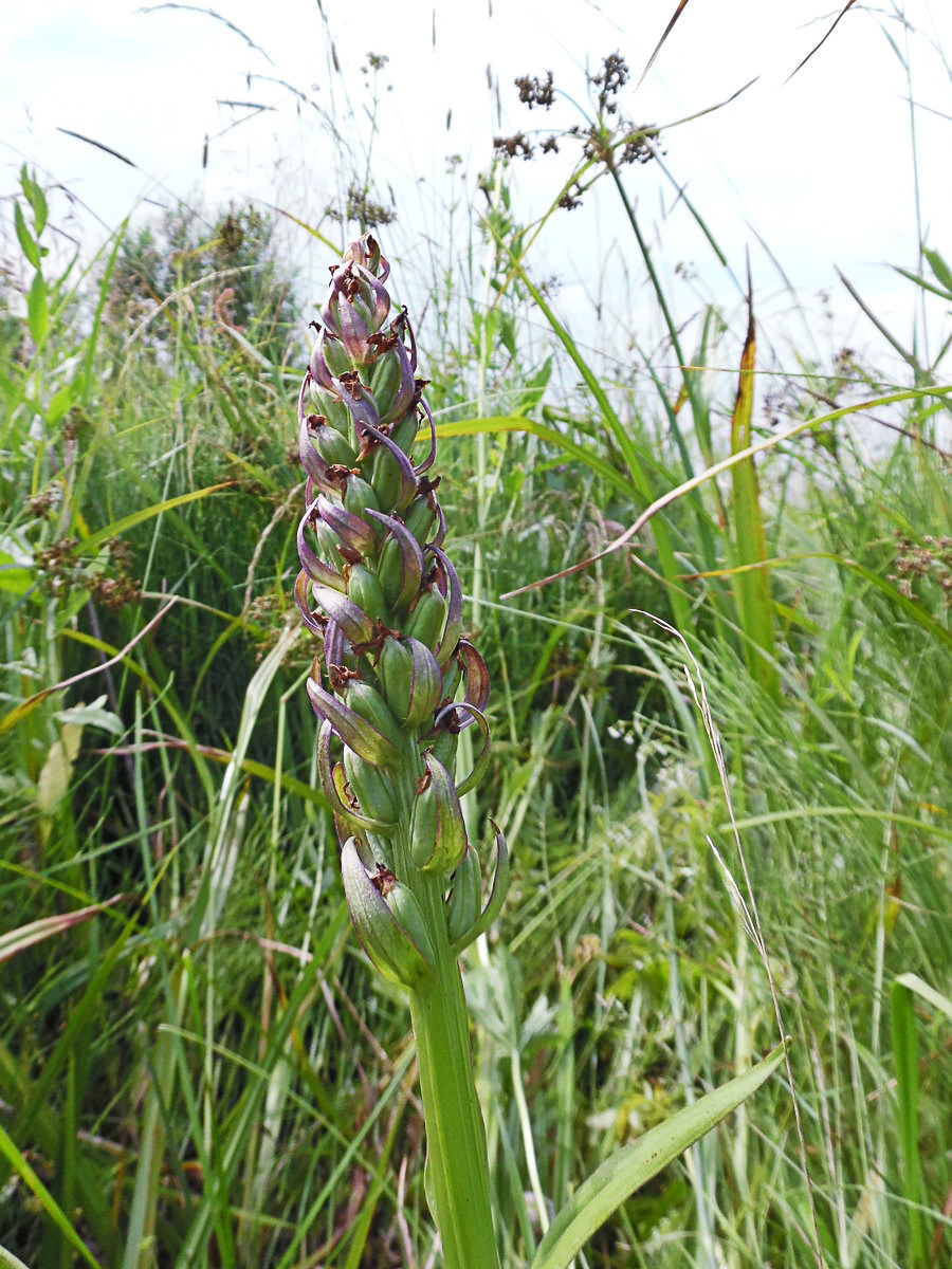 Изображение особи Dactylorhiza incarnata.