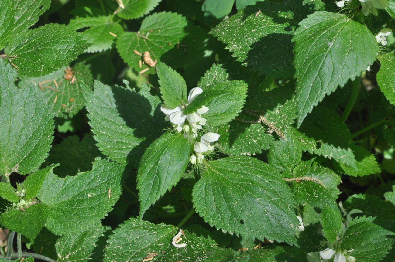 Image of Lamium album specimen.