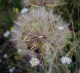 род Tragopogon. Созревшее соплодие в сообществе с цветущим Berteroa incana. Пермский край, г. Пермь, Кировский р-н, железнодорожная насыпь. 12.08.2018.