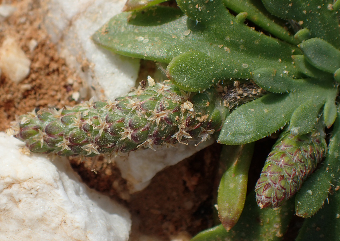 Image of Plantago weldenii specimen.