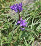 Campanula trautvetteri. Верхушка цветущего растения. Грузия, Казбегский муниципалитет, окраина с. Степанцминда, зап. склон горы Куро, горный луг. 31.07.2018.