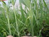 Brassica oleracea var. capitata