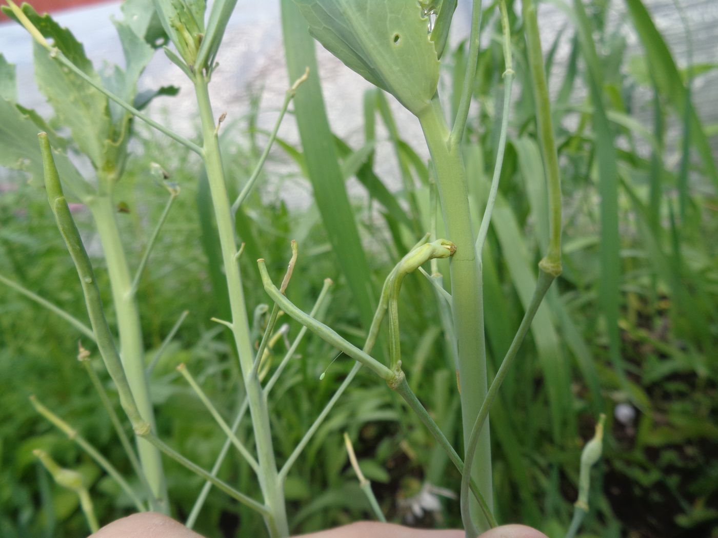 Изображение особи Brassica oleracea var. capitata.