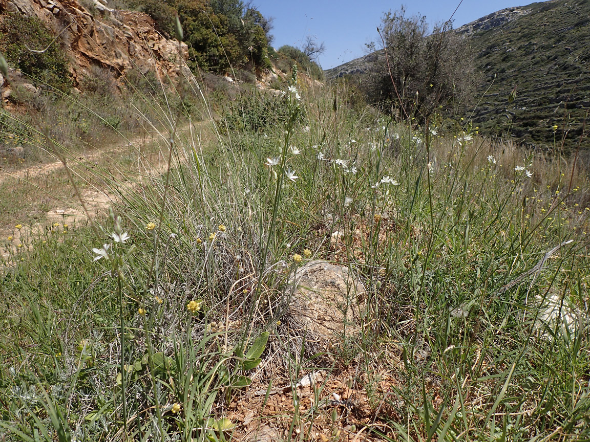 Изображение особи Ornithogalum narbonense.