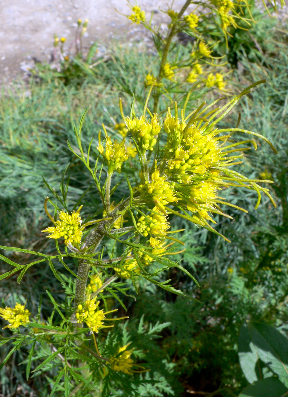 Image of Descurainia sophioides specimen.