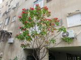 Euphorbia pulcherrima. Цветущее растение. Израиль, г. Бат-Ям, в культуре. 29.11.2018.