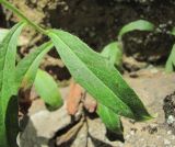 Hieracium umbellatum. Средний стеблевой лист. Краснодарский край, Абинский р-н, окр. пос. Новый, скалы Новые. 26.09.2018.