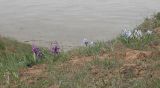 Iris scariosa. Цветущие растения на береговом склоне. Волгоградская обл., Палласовский р-н, берег оз. Эльтон. 26 апреля 2007 г.