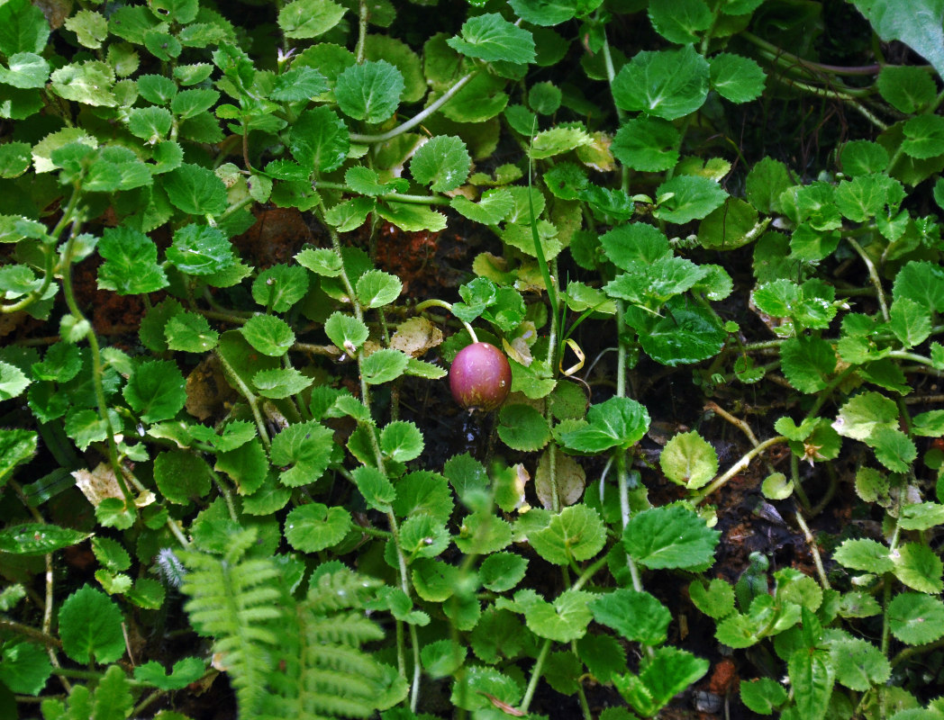 Image of Lobelia nummularia specimen.