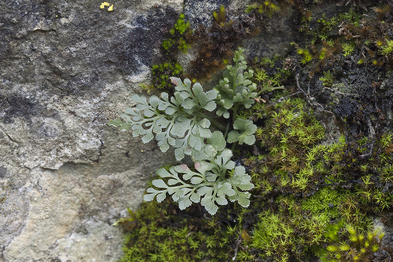 Изображение особи Asplenium ruta-muraria.