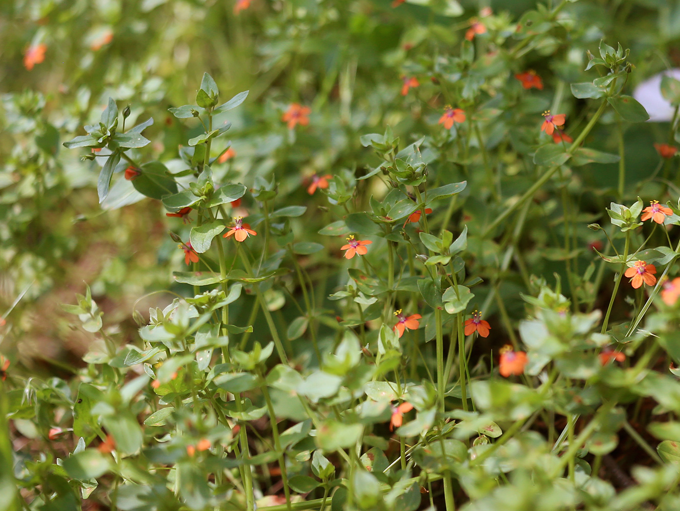 Изображение особи Anagallis arvensis.