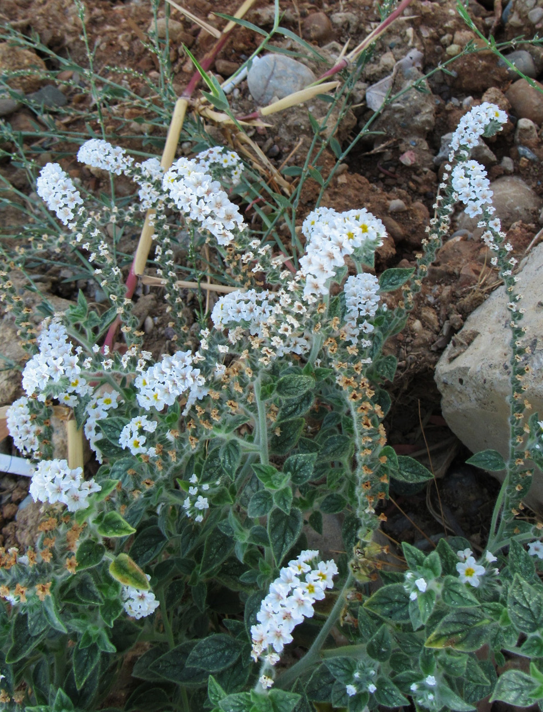 Image of Heliotropium hirsutissimum specimen.