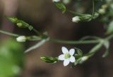 Centaurium meyeri. Часть побега с цветком и бутонами. Краснодарский край, Апшеронский р-н, окр. станицы Самурская, пойма р. Пшеха, тополевый лес. 12.08.2019;.