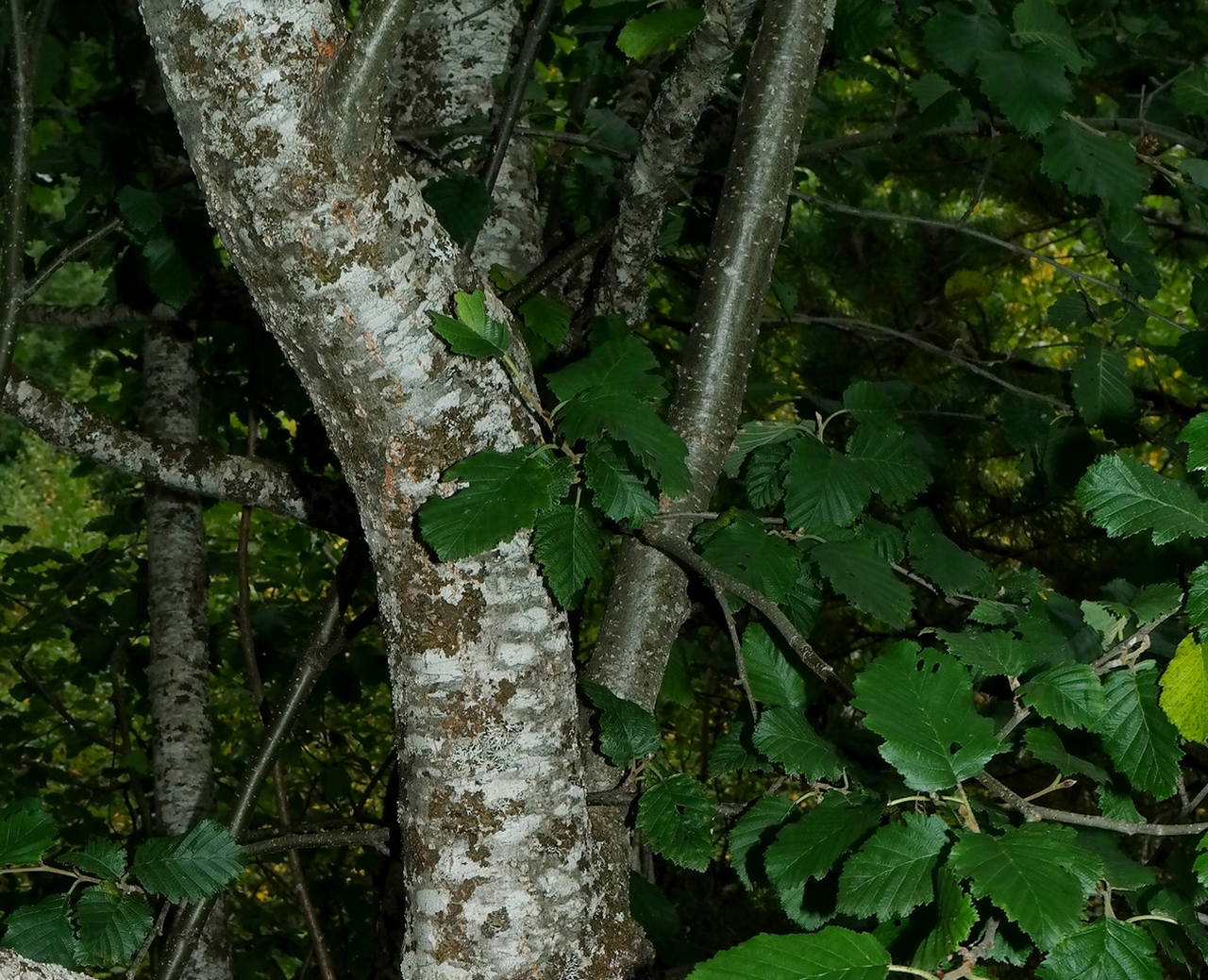 Image of Alnus incana specimen.