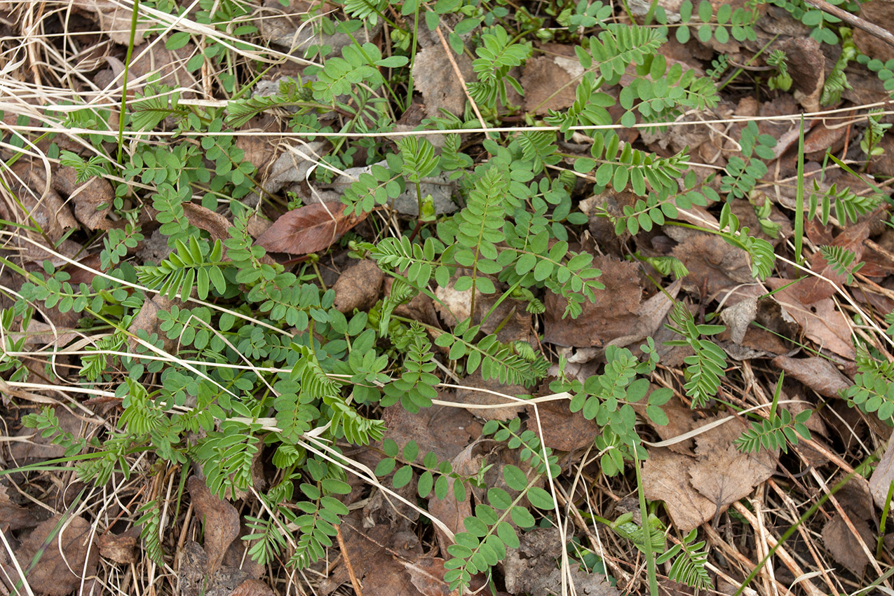 Изображение особи Astragalus subpolaris.