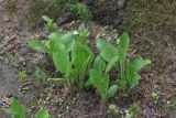 Hieracium lanceolatum. Вегетирующие растения. Санкт-Петербург, Пушкинский р-н, Павловский парк, р-н \"Большой звезды\", под деревьями. 14.05.2019.