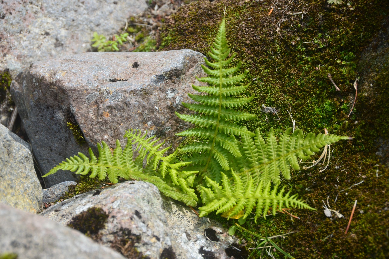 Image of familia Polypodiaceae specimen.