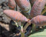 Welwitschia mirabilis