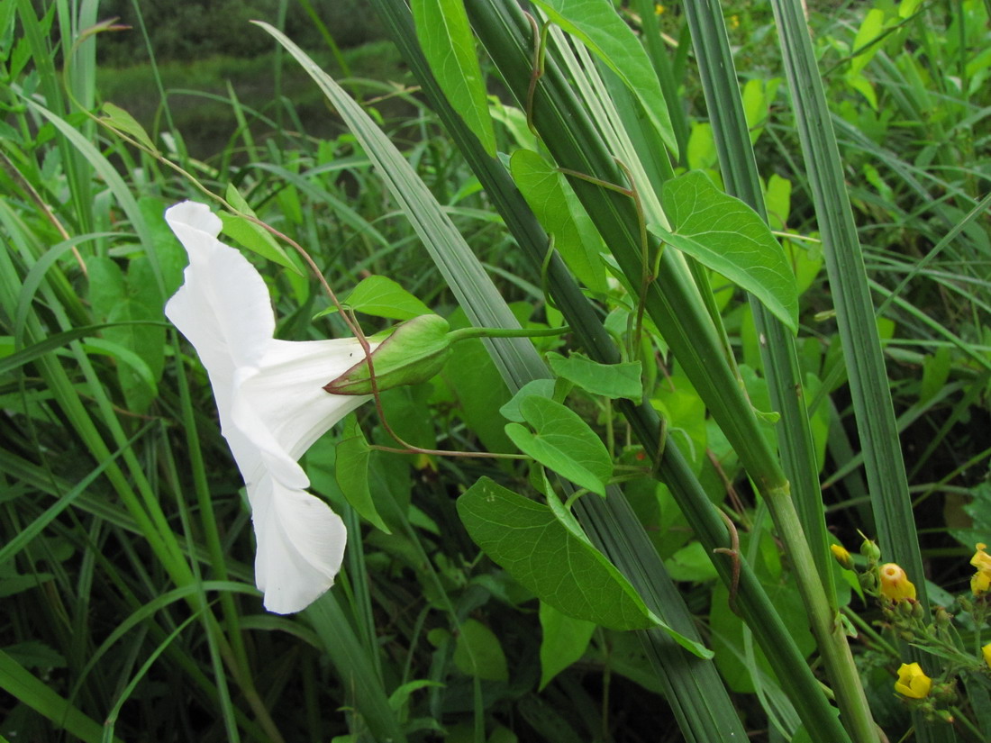 Изображение особи Calystegia sepium.