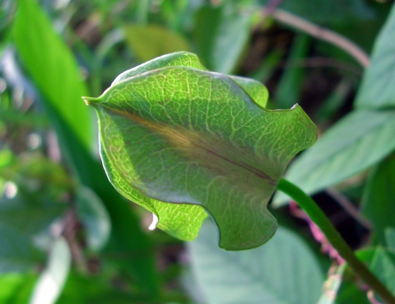 Изображение особи Cobaea scandens.