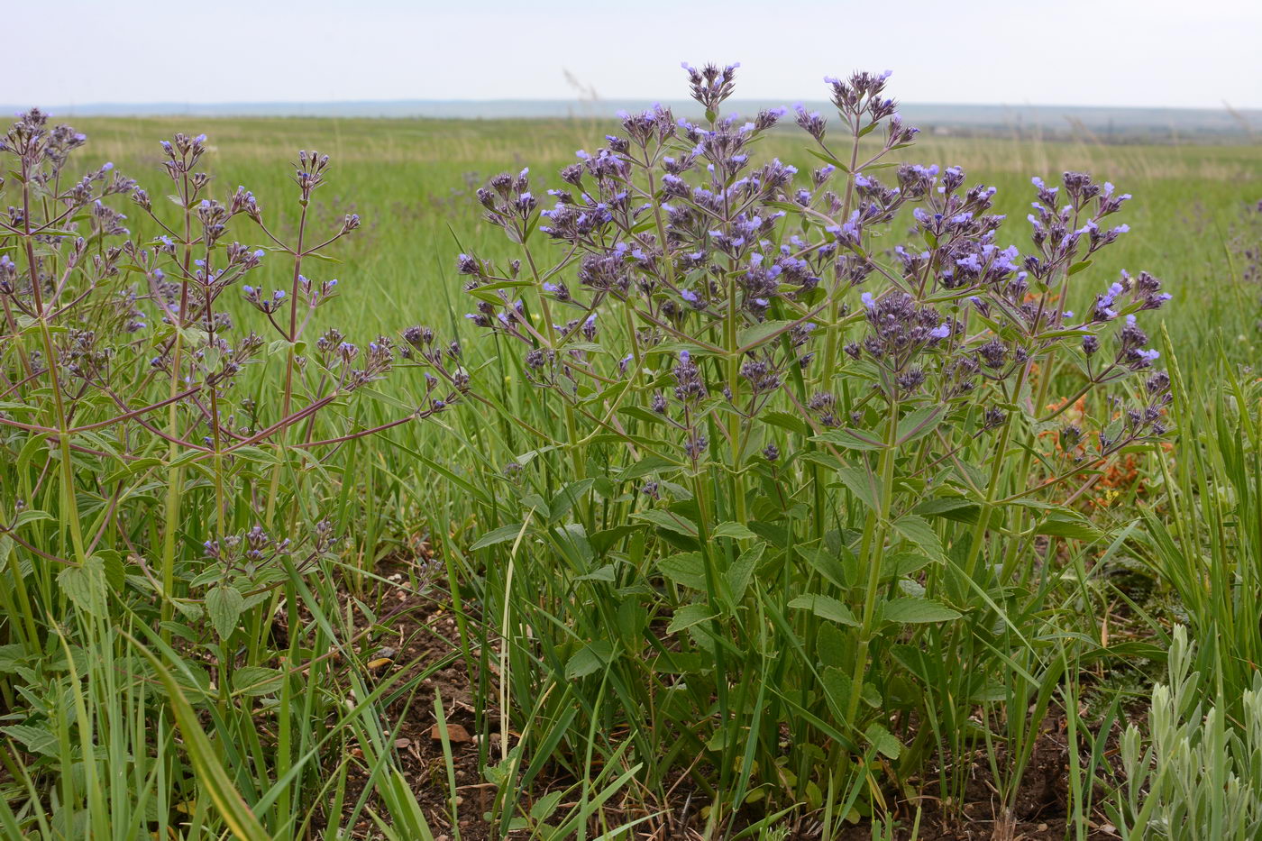 Изображение особи Nepeta ucranica.