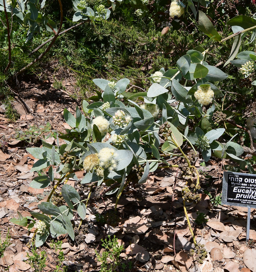 Image of Eucalyptus pruinosa specimen.